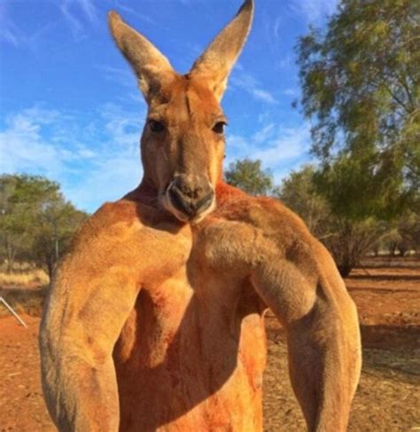 kanguru kas